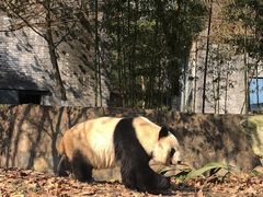 -都江堰中华大熊猫苑