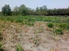 -白鹭湾湿地公园