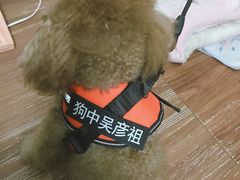 -创凡宠物医院·骨专科  猫科中心(西乡分院)