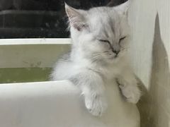 -1013 PET SHOP精品宠物商店(丁香店)