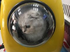 -纳吉亚猫专科动物诊疗中心(蒋宅口分院)