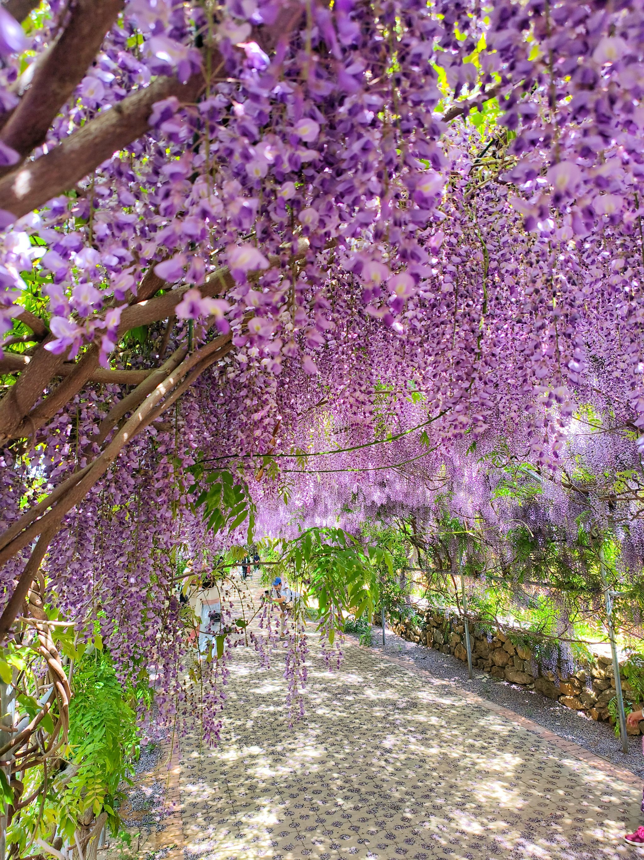 大连600米紫藤长廊正是时候,快去打卡吧