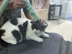 -老吴的猫·猫舍(新区店)