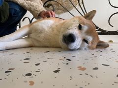 -喜柴咖啡·柴犬狗咖