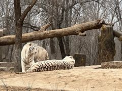 -北京野生动物园