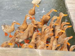-野鸭湖国家湿地公园