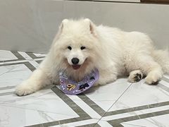 -星多哈·狗咖·拼豆·咖啡