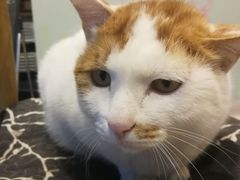-平行世界·猫咖(首经贸店)