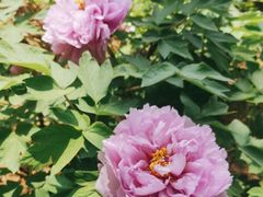 -洛阳市隋唐城遗址植物园