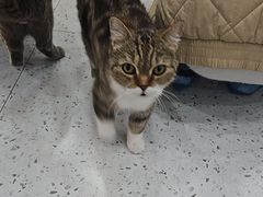 -喵园·猫主题咖啡厅·撸猫·猫咖(国贸店)