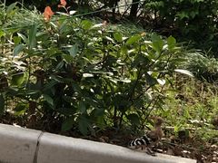 -吴越荣记苏州菜·松鼠桂鱼100%活鱼现做(斜塘老街店)