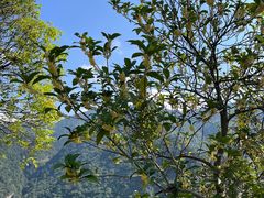 -东天目山风景区