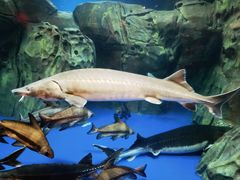 -上海海洋水族馆