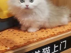 -欣宠猫屋·矮脚拿破仑·蓝金金渐层