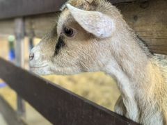 -清迈夜间动物园