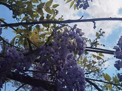 -嘉定紫藤园