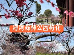 -上海海湾国家森林公园