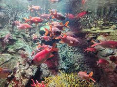 -太平洋海底世界