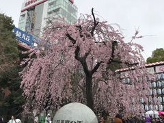 -东京国立博物馆