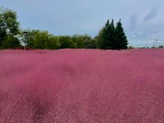 -羊亭河湿地公园