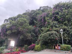 -金鸡山公园