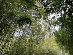 -新虹桥中心花园