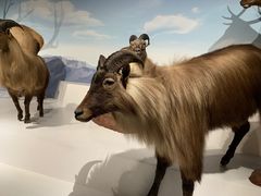 -陕西自然博物馆