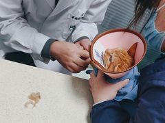 -莘程宠物医院(金山店)