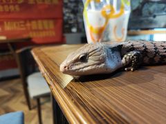 -抱暴龙爬宠·异宠·撸宠撸爬主题馆(大学路店)