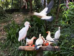 -吉隆坡雀鸟公园