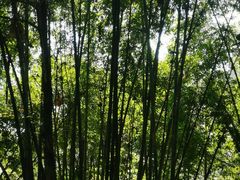 -滴水岩森林公园
