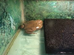 -上海大自然野生昆虫馆(东方明珠·爬宠昆虫探索中心)
