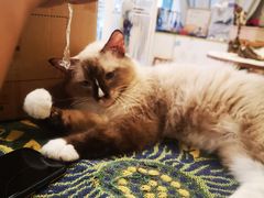 -平行世界·猫咖(首经贸店)