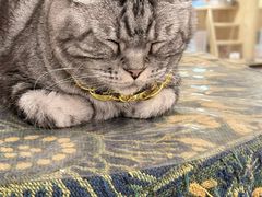 -平行世界·猫咖(首经贸店)