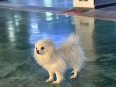 -FAELING PETS美天灵宠物(合生汇店)