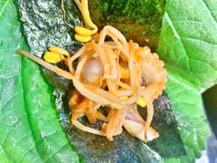 -红辣椒八爪鱼特色韩国料理