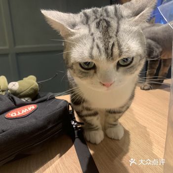 太原探店:爱猫人士必去【黑桃Cat猫咖】
