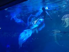 -海合安成都极地海洋公园