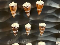 -上海自然博物馆