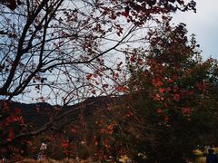 -塔川景区