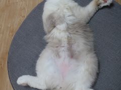 -猫和宫(六道口店)