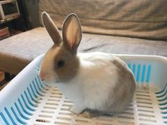 -藦茜花园宠物主题亲子互动体验馆(国顺东路店)