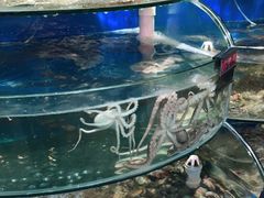 -蓝珊甄选海鲜自助·火锅大排档(近阿那亚店)