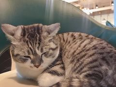 -遇见羊驼·奶狗咖·布偶猫咖·法斗柯基柴犬阿拉斯加(春熙路太古里IFS店)