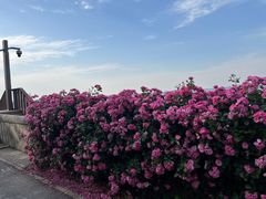 -上海滨江森林公园