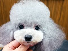 -鑫艺宠物美容培训学校