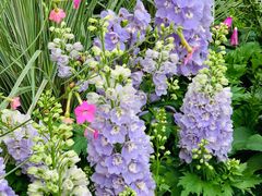 -深圳国际园林花卉博览园