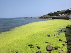 -小麦岛公园