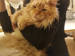 -猫腻·猫咖·撸猫馆(星光大道店)