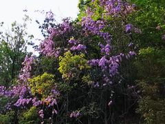 -宝界山林公园